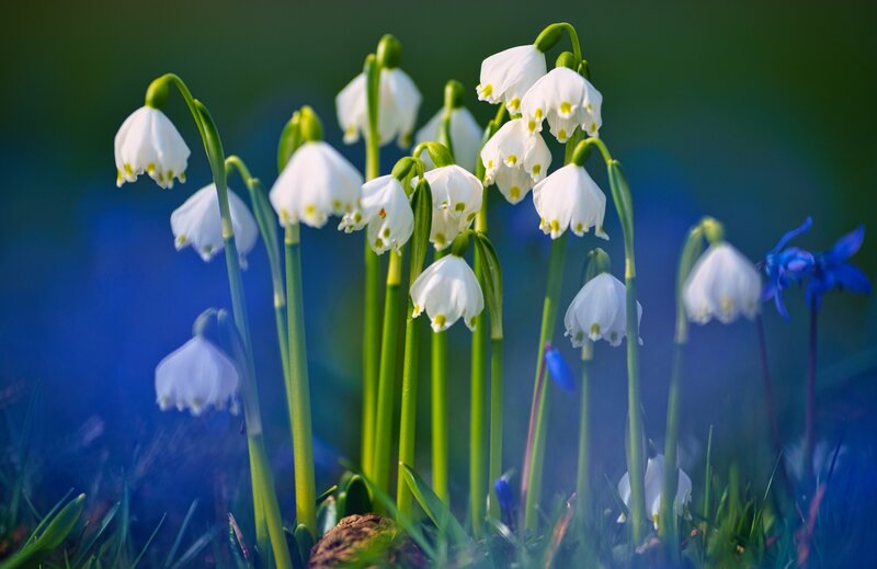 Snowdrop Flowers in Field — White, Serene, Spring, Photograph, Blue Flower