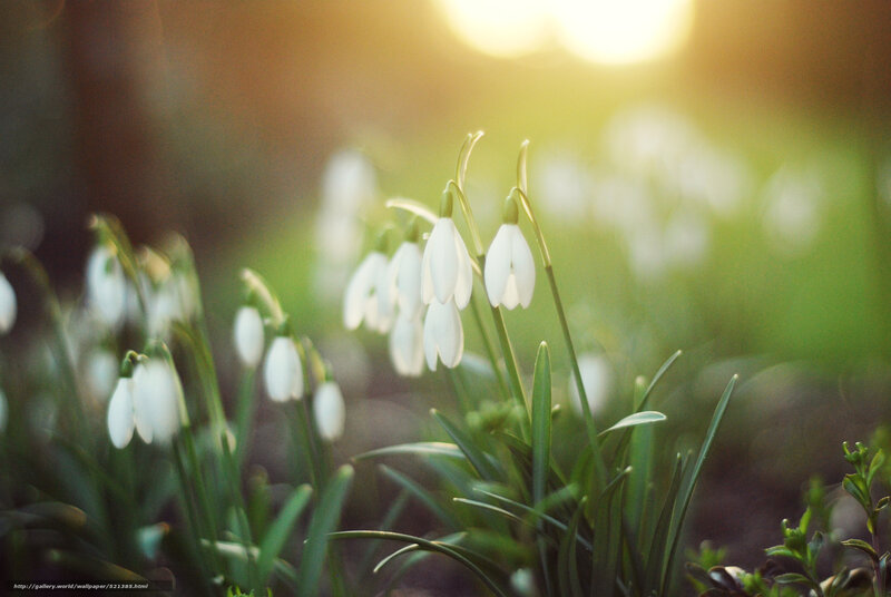 Snowdrop Flowers in Field — White, Serene, Spring