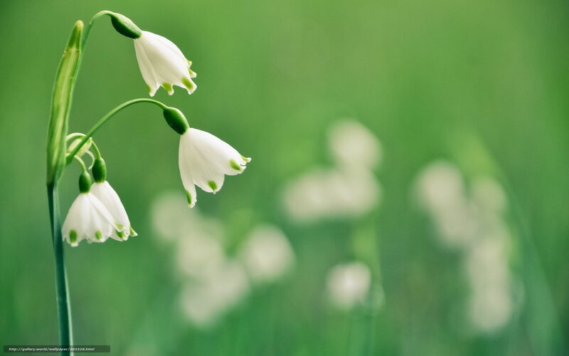 Snowdrop Flowers in Field — White, Serene