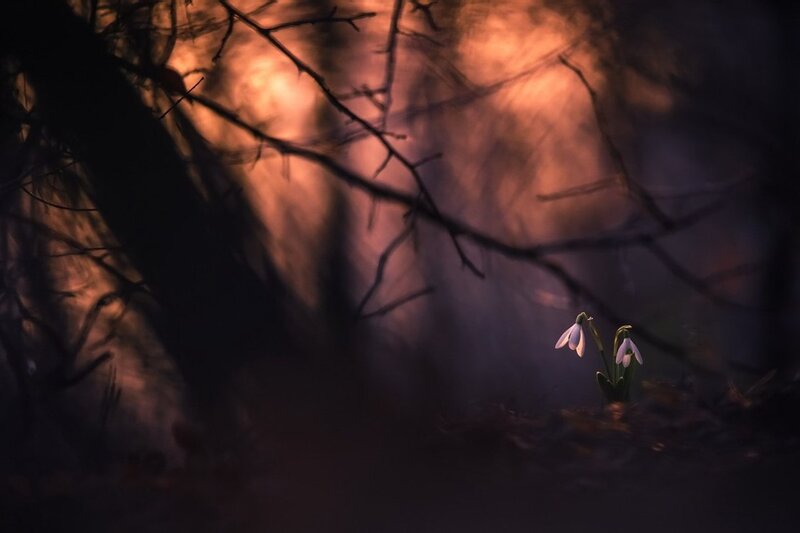 Snowdrop Flowers in Forest — Purple