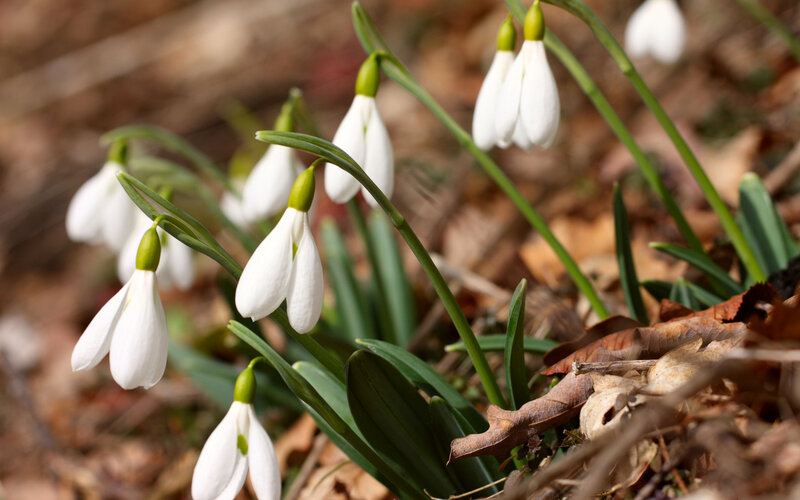 Snowdrop Flowers in Forest