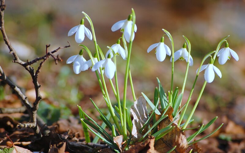 Snowdrop Flowers in Forest — White, Serene, Spring, Photograph