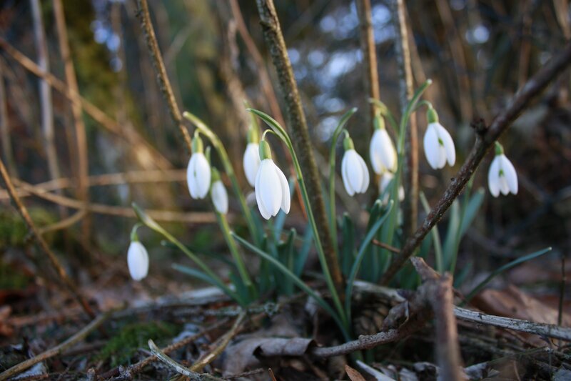 Snowdrop Flowers in Forest — White, Serene, Spring, Photograph, Twigs