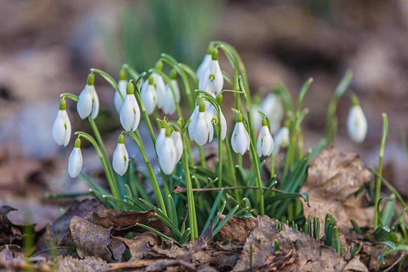Snowdrop Flowers in Forest — White, Serene, Spring