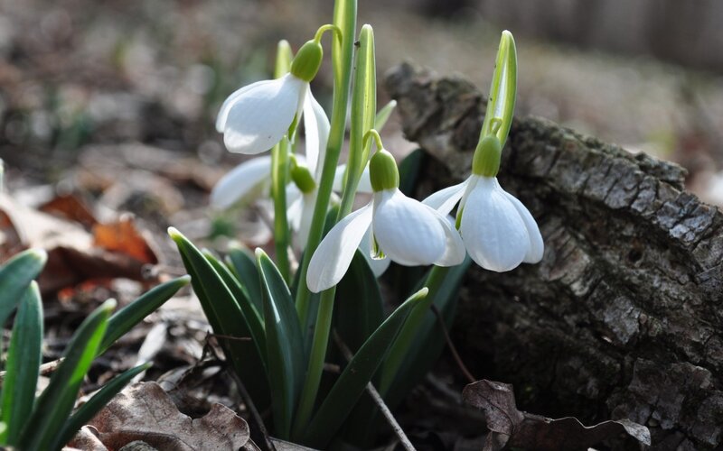 Snowdrop Flowers in Forest — White, Serene