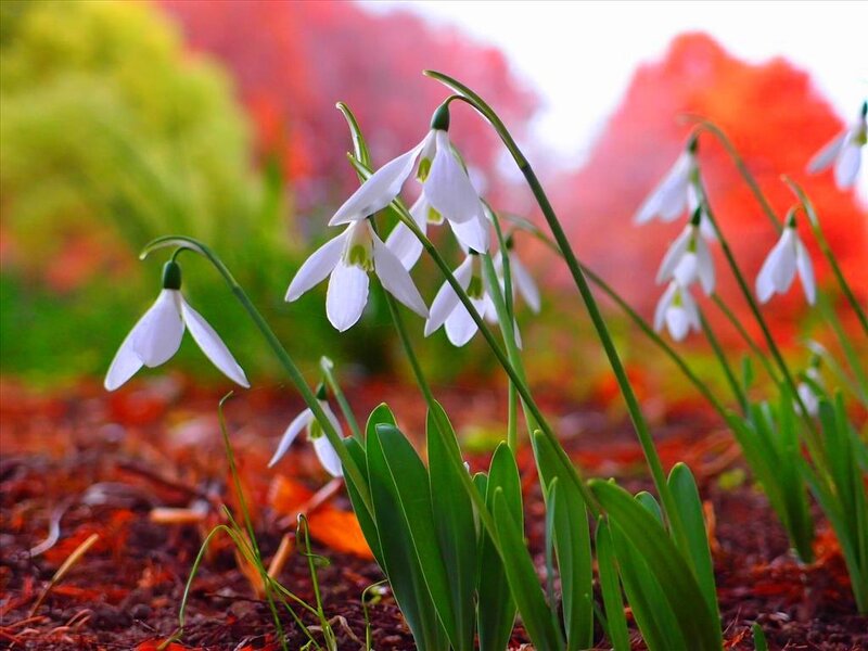 Snowdrop Flowers in Garden