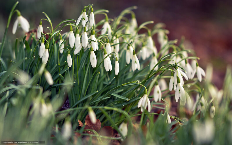 Snowdrop Flowers in Garden — White