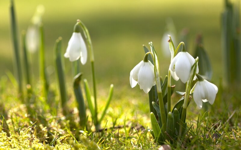 Snowdrop Flowers in Grass