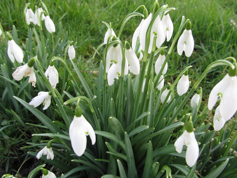 Snowdrop Flowers in Grass — White, Calm