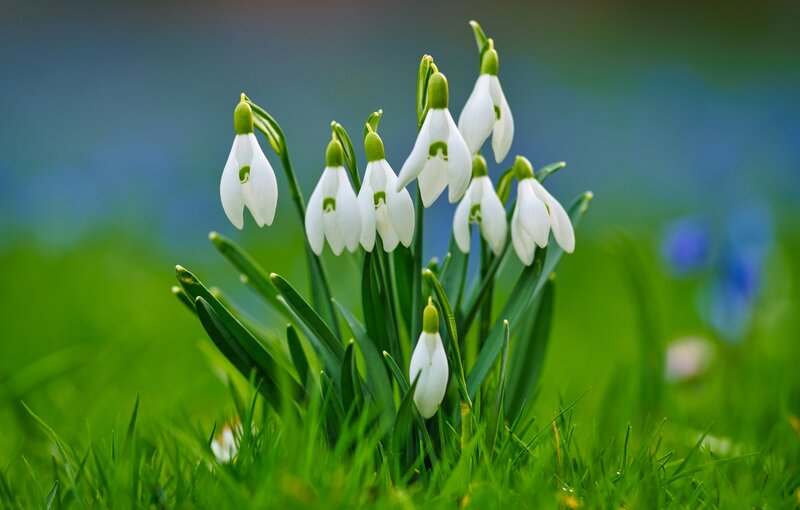 Snowdrop Flowers in Grass — White, Serene, Spring, Photograph, Green Leaves, Blue Background