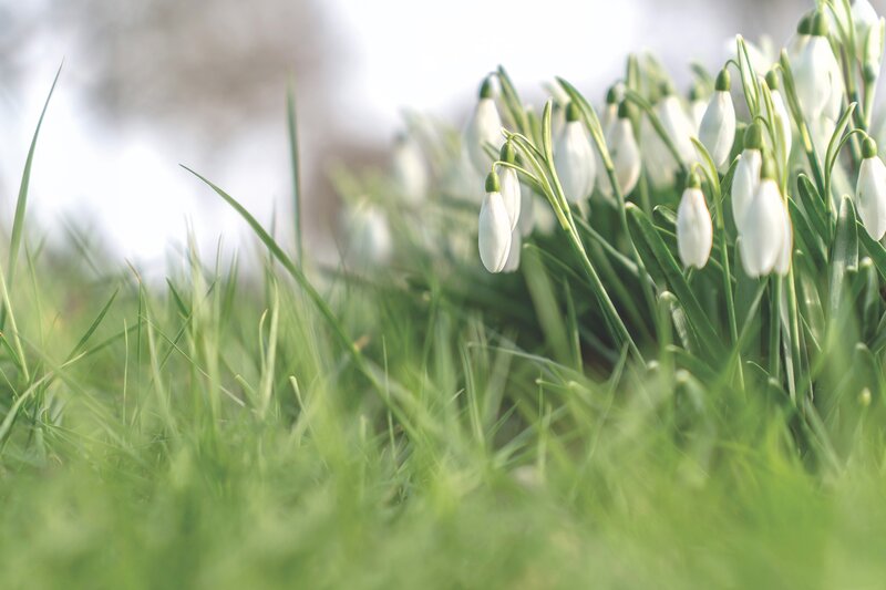 Snowdrop Flowers in Grass — White, Serene, Spring, Photograph, Green Leaves