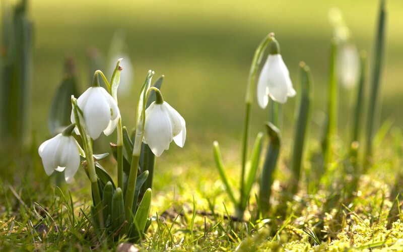 Snowdrop Flowers in Grass — White, Serene, Spring, Photograph, Moss, Green Stems