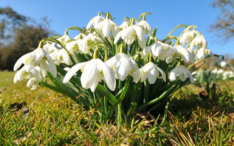 Snowdrop Flowers in Grass — White, Serene, Spring, Photograph, Sky
