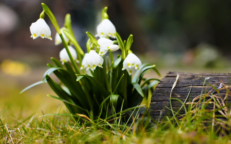 Snowdrop Flowers in Grass — White, Serene, Spring