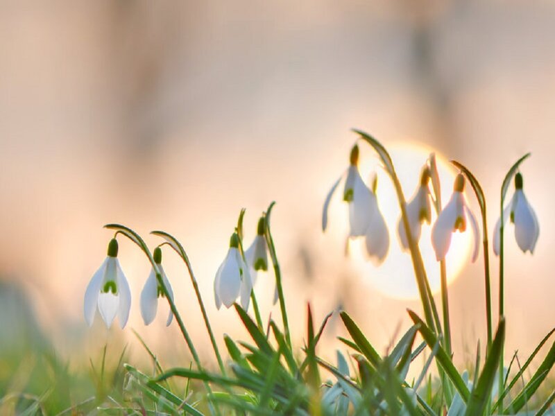 Snowdrop Flowers in Grass — White, Serene, Sunset