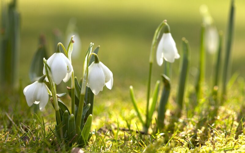 Snowdrop Flowers in Grass — White, Serene