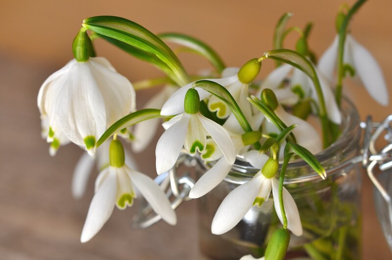 Snowdrop Flowers in Jar