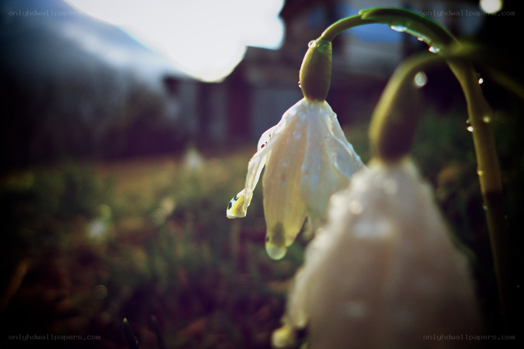 Snowdrop flowers in morning light