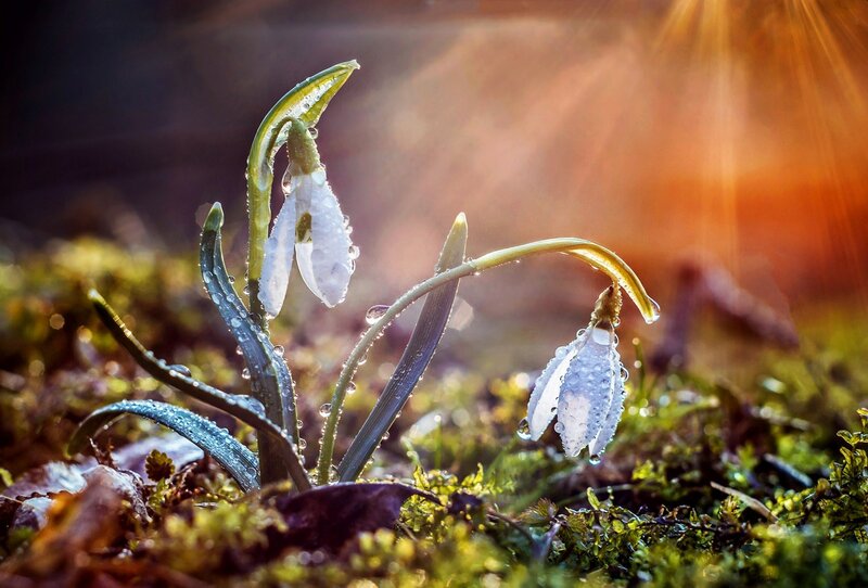 Snowdrop Flowers in Moss — Green