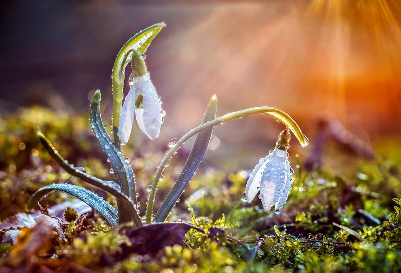Snowdrop Flowers in Moss