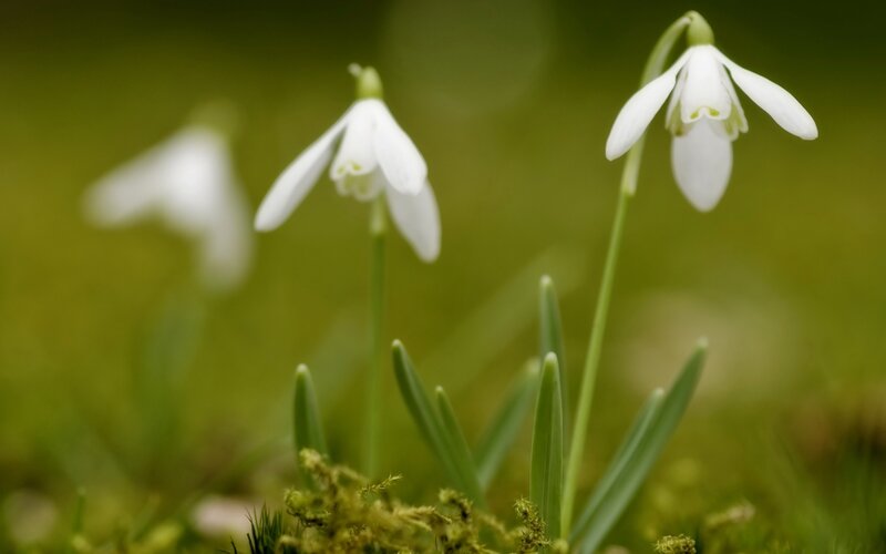 Snowdrop Flowers in Moss — White