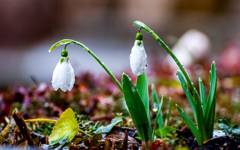 Snowdrop Flowers in Rain
