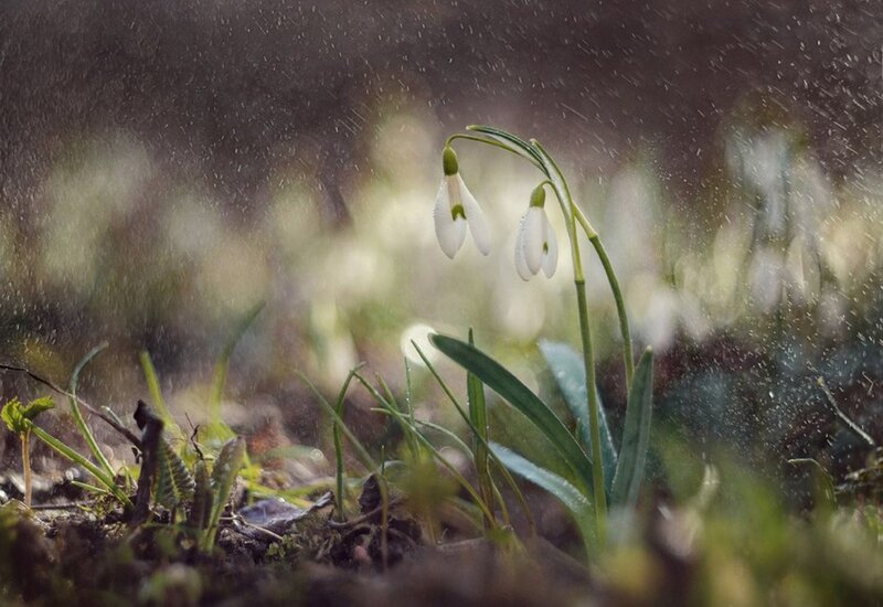 Snowdrop Flowers in Rain — White