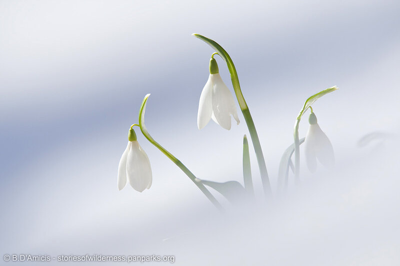Snowdrop Flowers in Snow