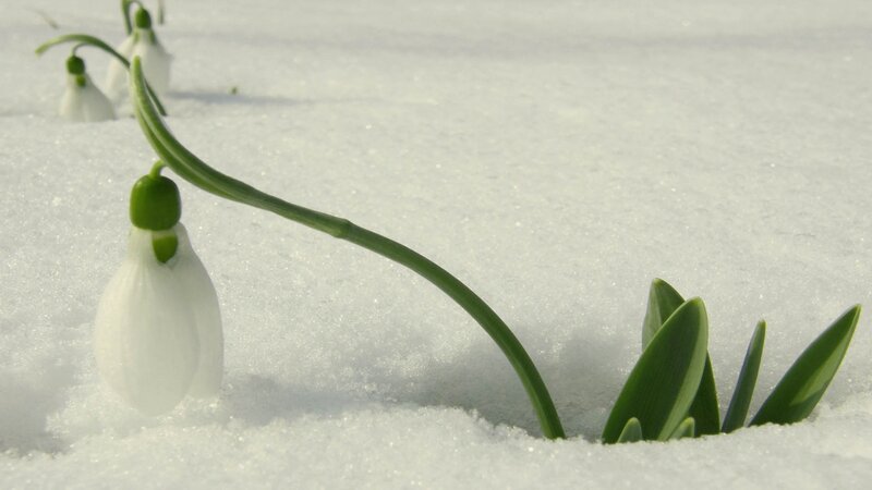 Snowdrop Flowers in Snow — White, Serene, Winter