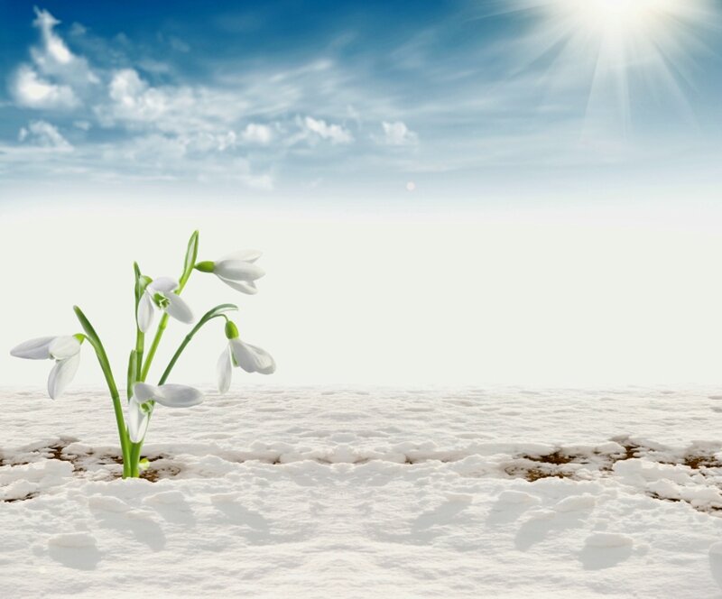 Snowdrop Flowers in Snow — White