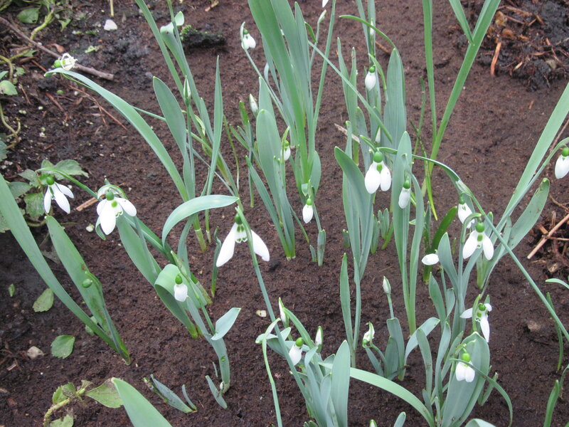 Snowdrop Flowers in Soil — Brown