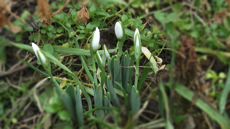 Snowdrop Flowers in Soil — Green