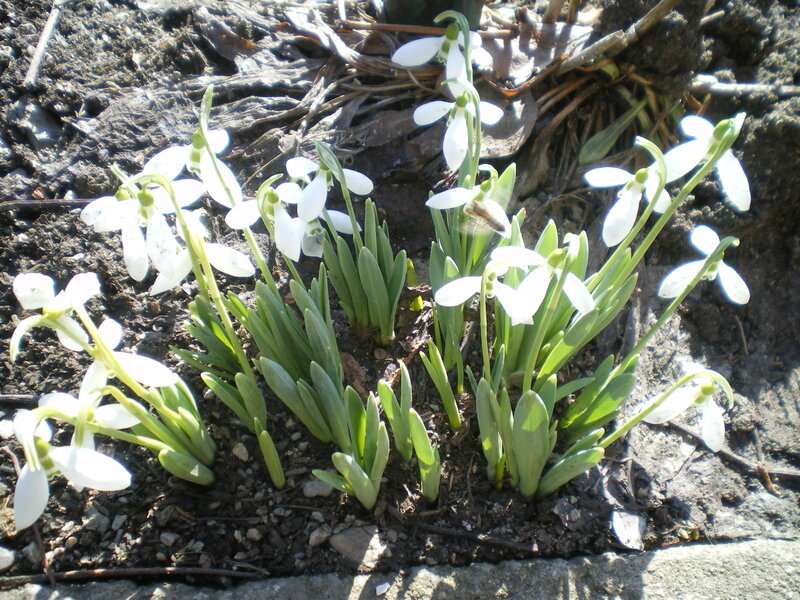 Snowdrop Flowers in Soil — White, Calm, Spring, Photograph, Green Leaves