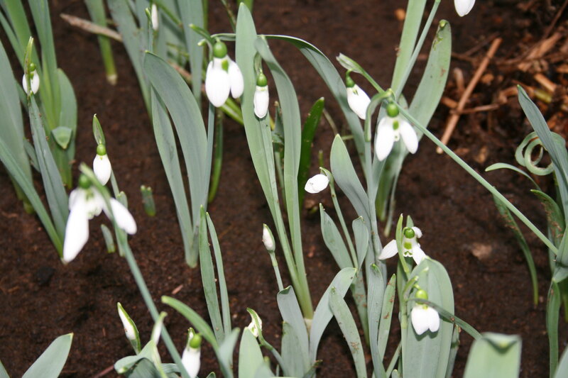 Snowdrop Flowers in Soil — White, Calm, Spring, Photograph, Leaves, Buds