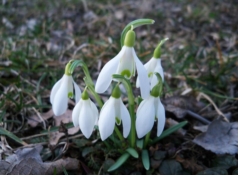Snowdrop Flowers in Soil — White, Calm, Spring, Photograph, Leaves, Green Stems