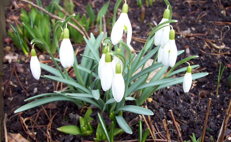 Snowdrop Flowers in Soil — White, Calm, Spring, Photograph, Leaves, Sticks