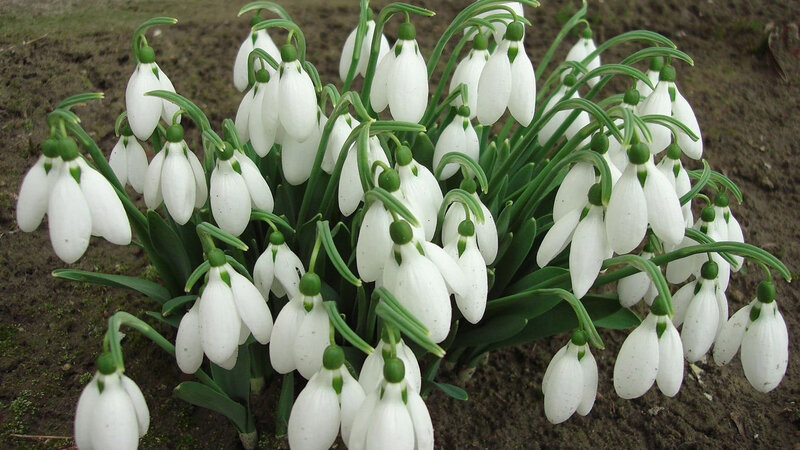 Snowdrop Flowers in Soil — White, Calm, Spring, Photograph