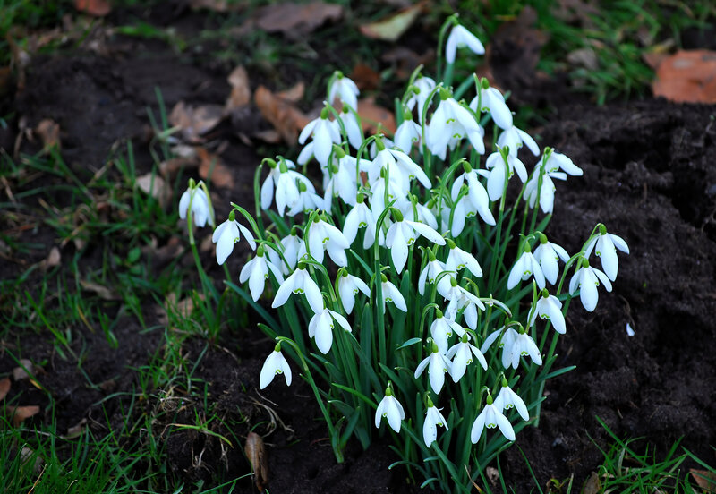 Snowdrop Flowers in Soil — White, Calm, Spring