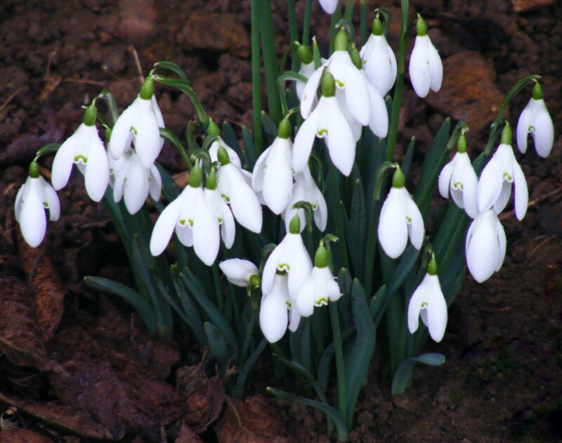 Snowdrop Flowers in Soil — White, Calm