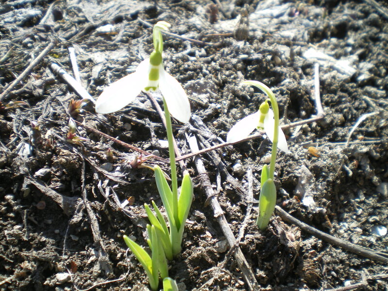 Snowdrop Flowers in Soil — White, Natural