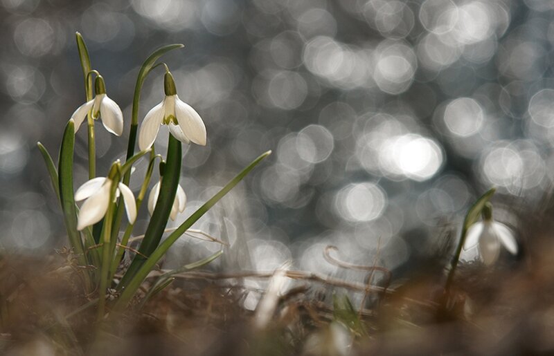 Snowdrop Flowers in Soil — White, Serene, Spring, Photograph, Green Leaves, Bokeh