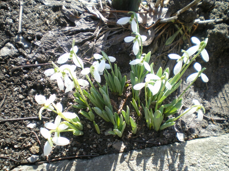 Snowdrop Flowers in Soil — White, Serene, Spring, Photograph, Green Leaves