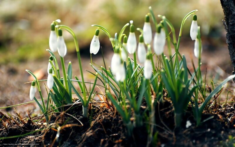 Snowdrop Flowers in Soil — White, Serene, Spring, Photograph, Green Leaves, Tree Trunk