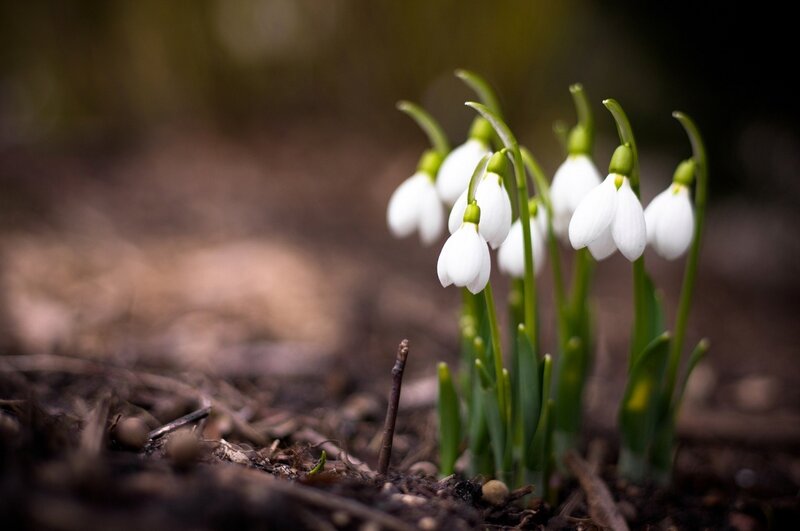 Snowdrop Flowers in Soil — White, Serene, Spring, Photograph, Green Stems, Leaves