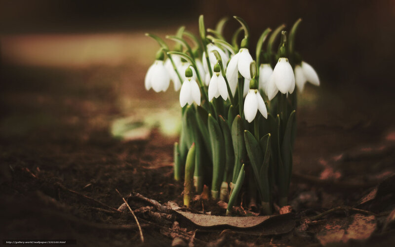 Snowdrop Flowers in Soil — White, Serene, Spring, Photograph, Leaves, Green Stems