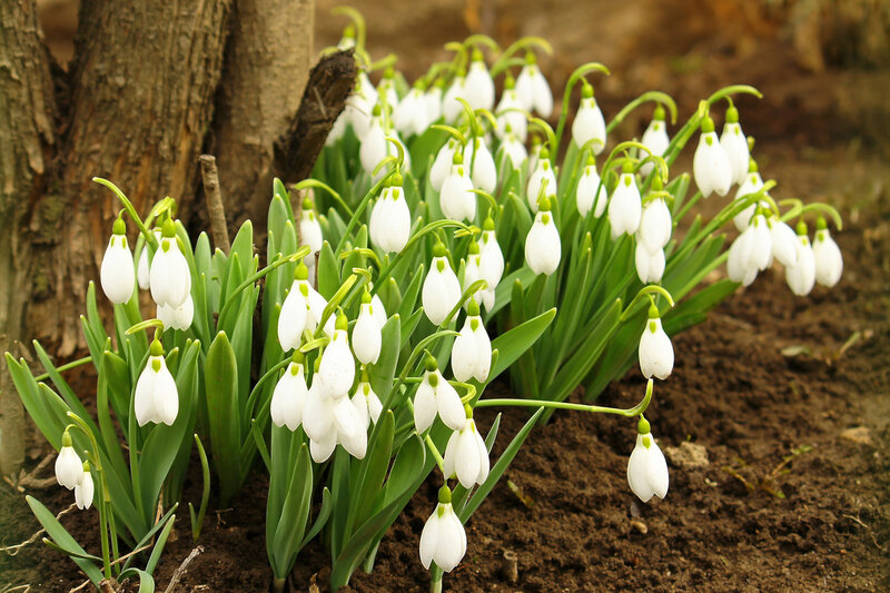 Snowdrop Flowers in Soil — White, Serene, Spring, Photograph, Tree Trunk