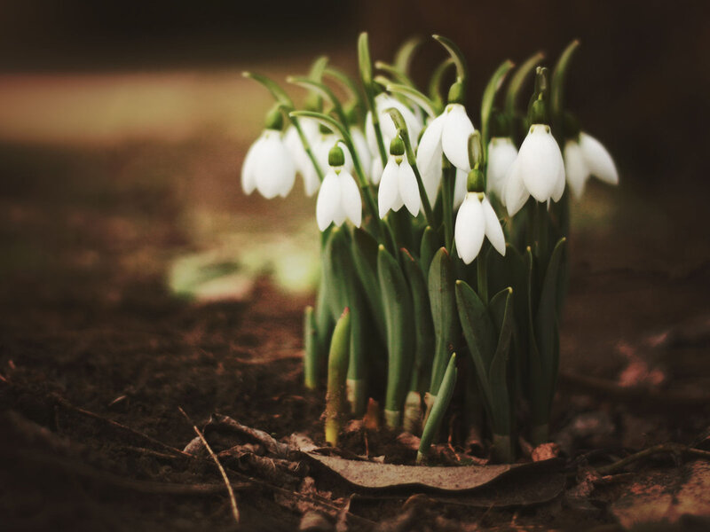 Snowdrop Flowers in Soil — White, Serene, Spring