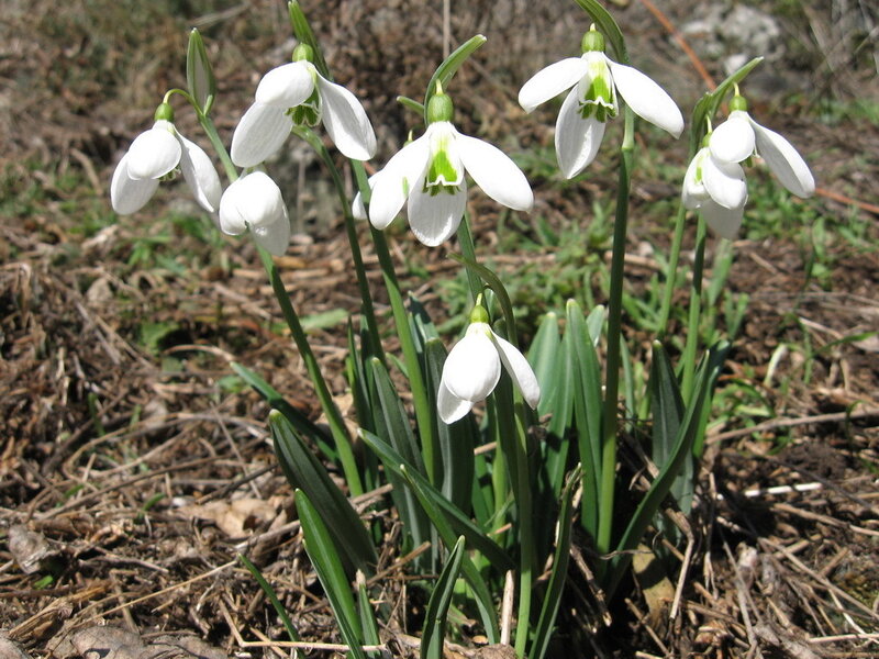 Snowdrop Flowers in Soil — White