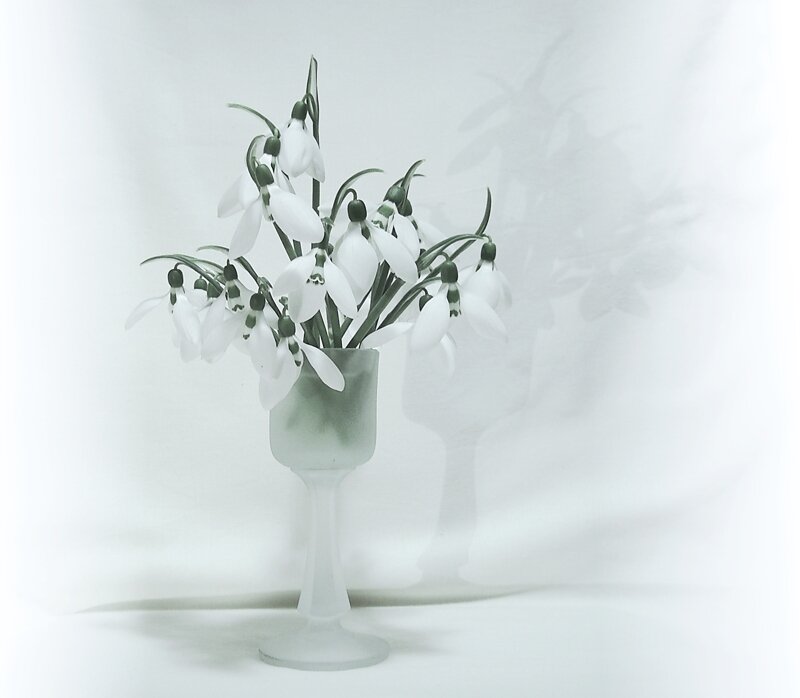 Snowdrop Flowers in Vase