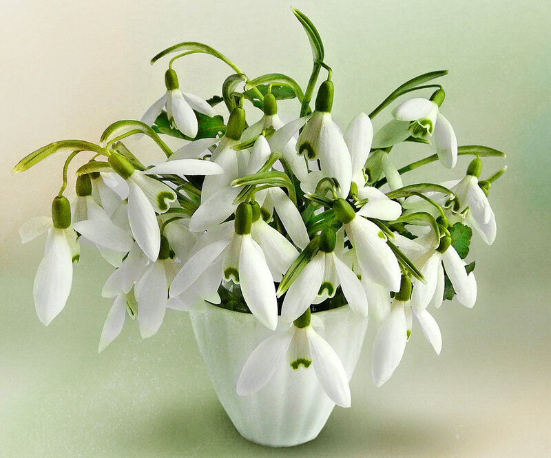 Snowdrop Flowers in Vase — White, Serene, Spring, Photograph